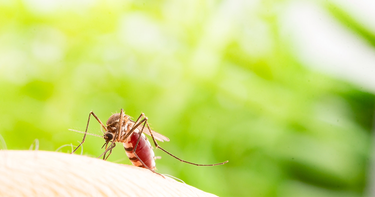 Des Moines Mosquito Solutions | Preferred Pest